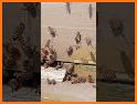 BeeShort related image