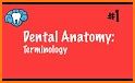 Dentamera ( Dental Anatomy ) related image