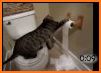 Toilet Paper Cat Run related image