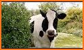 Big Farm related image