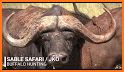 Safari Hunting 2019 related image