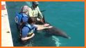 Dolphin Discovery Group related image