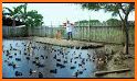 Duck Rearing related image
