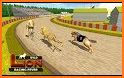 Animal Racing Game related image
