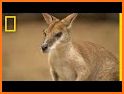 The Kangaroo related image