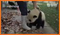 Newborn Baby Panda Care Nursery Daycare related image