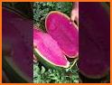 Pink watermelon related image