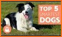 Dog breeds - Smart Identifier related image