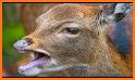 Deer Sounds related image