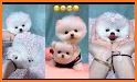 Cute Puppy Pom Keyboard Background related image