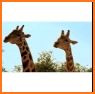 I am a Giraffe-Don't i look like a giraffe? related image