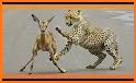 The Cheetah related image