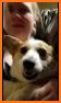 Lilly The Corgi related image