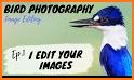 Wonder Birds Photo Editor related image