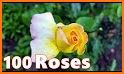 Images of Flowers and Roses related image