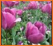 Purple Tulips Flower Garden Theme related image