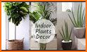 Indoor plants related image