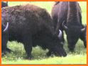Bison Rescue related image