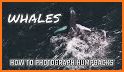Whale Photo related image