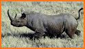 White Rhino Rewards related image