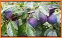 Plum Food related image