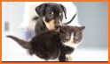 Puppies! Kitties and Dogs Race related image