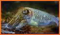 Cuttlefish related image