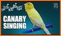 Canary Sounds related image