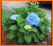 Monazoo - Hydrangea is a flower of the Hydrangea related image