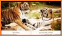 Bengal Tiger Live Wallpaper related image