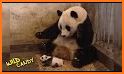 Panda sneeze camera related image