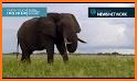 The Ivory Elephant related image