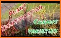 LeafSnap - Plant Identification related image