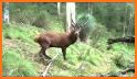 Red Deer Calls related image