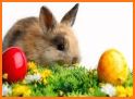 Easter Bunny Live wallpaper related image