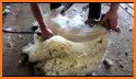 Shearing related image