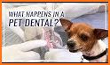 Pet Dentist Teeth Bling related image