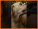 Shoot Couple Animals related image