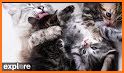Cat's Story: Rescuer Cat & Doodle It related image