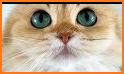 British Longhair Cat related image