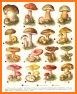 EcoGuide: Russian Fungi related image