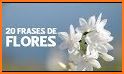 Flores Con Frases related image