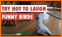 Crazy Bird related image