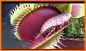 Venus Flytrap related image