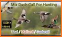 Duck Hunting Call related image