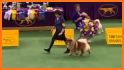 Westminster Kennel Club related image