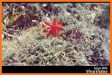 Wildflowers of Mount Everest related image