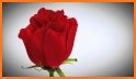 Beautiful flowers and roses pictures Gif related image