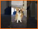 Corgi related image