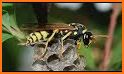 Wasp Nest Simulator Full related image